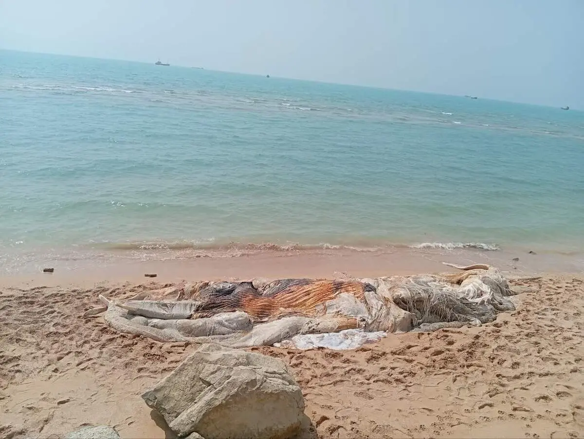 مرگ نهنگ ۱۰ تنی در سواحل ایران + جزئیات