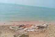 مرگ نهنگ ۱۰ تنی در سواحل ایران + جزئیات