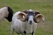 باورنکردنی‌ترین زندانی جهان