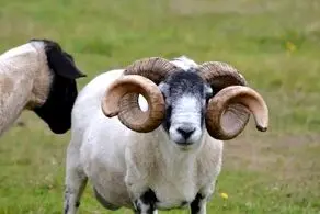 باورنکردنی‌ترین زندانی جهان