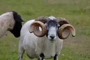 باورنکردنی‌ترین زندانی جهان