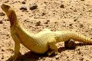 این نو عروس بجای مهریه، 300 سوسمار خواست!