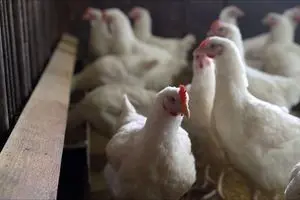 جزئیات تکان‌دهنده خودخوری در مرغداری‌ها