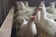 یا دیدن این مرغ 15 کیلویی برق از سرتان می پرد+ تصویر
