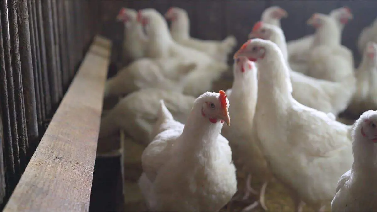 یا دیدن این مرغ 15 کیلویی برق از سرتان می پرد+ تصویر