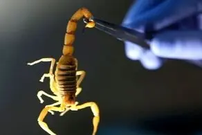 تاثیر جالب زهر عقرب بر درمان کرونا
