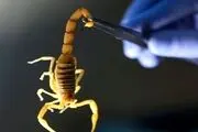 تاثیر جالب زهر عقرب بر درمان کرونا
