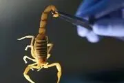 تاثیر جالب زهر عقرب بر درمان کرونا
