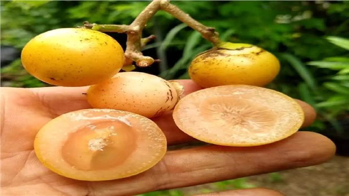 میوهای خاص برای درمان میگرن!