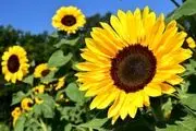 فال حافظ امروز دوشنبه ۱۱ فروردین ۱۴۰۴؛ روی بنمای و وجود خودم از یاد ببر...