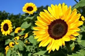 فال حافظ امروز دوشنبه ۱۱ فروردین ۱۴۰۴؛ روی بنمای و وجود خودم از یاد ببر...