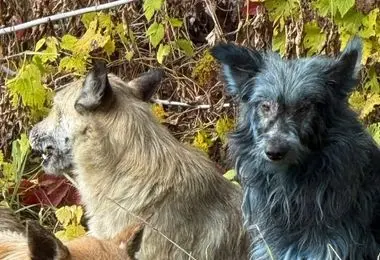 این سگ ها به رنگ آبی درآمدند + عکس