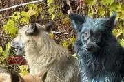 این سگ ها به رنگ آبی درآمدند + عکس 