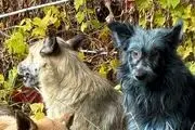 این سگ ها به رنگ آبی درآمدند + عکس 