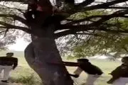 دستگیری دزد فراری روی درخت!