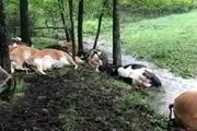 حمله‌ی وحشتناک و باورنکردنی موجودات فضایی به این مزرعه! + عکس
