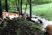 حمله‌ی وحشتناک و باورنکردنی موجودات فضایی به این مزرعه! + عکس