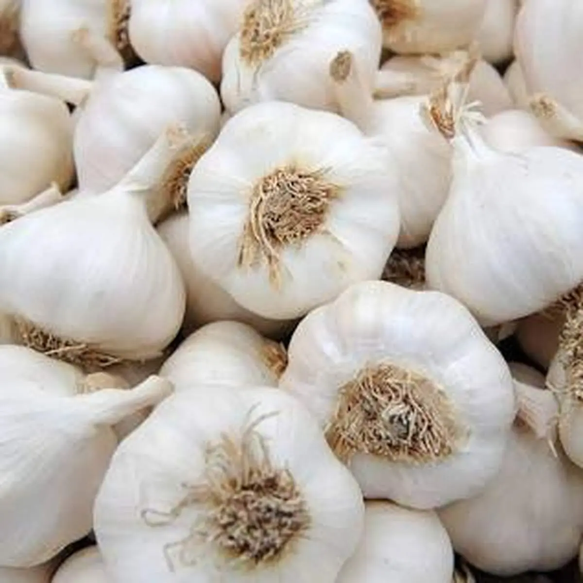 روش جدید برای رفع آنی بوی سیر از دهان