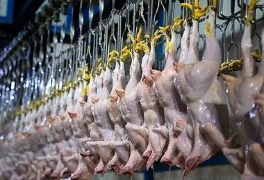  قیمت مرغ در بازار کاهش یافت