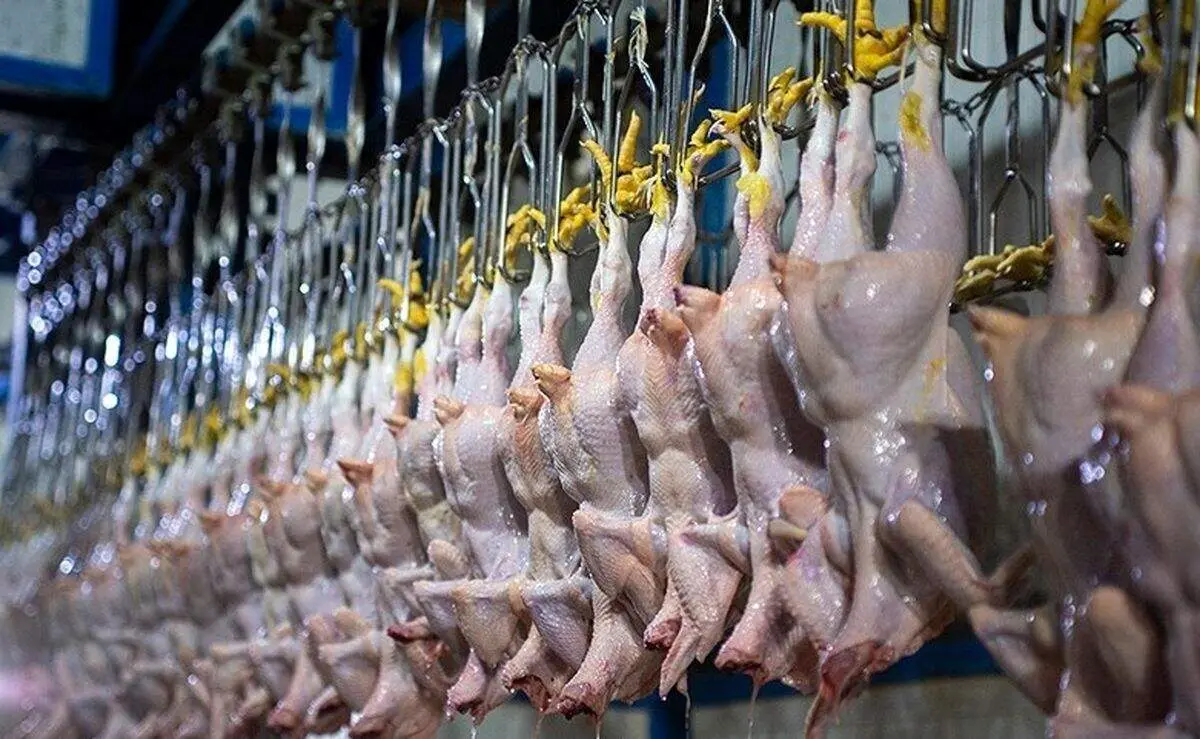 قیمت جدید مرغ در بازار امروز اعلام شد