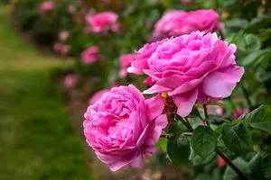   گل محمدی ایران به نام عربستان و ترکیه سند خورد