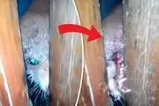 حمله زامبی به یک روستا! + عکس