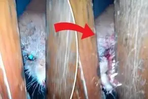 حمله زامبی به یک روستا! + عکس