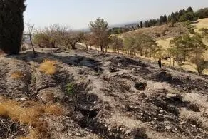 جدیدترین خبرها از آتش سوزی بوستان چیتگر