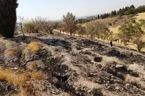 جدیدترین خبرها از آتش سوزی بوستان چیتگر