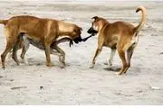عکس وحشتناک و عجیب از جنین زنی که از سگ خانگی اش باردار شد+ تصویر