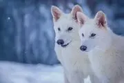 بازگشت گرگ وحشت به طبیعت پس از ۱۰ هزار سال