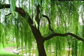 شکل خارق العاده این درخت شوکه تان می کند+ عکس