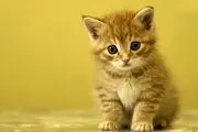 این گربه با چهره شیطانی اش حسابی معروف شد/ عکس