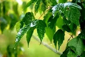 بارش باران‌های شدید موسمی در راه است