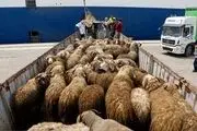 گوشت به این دلیل گران شد