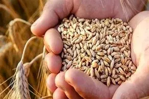 رسوب گندم در بندرامام به حداقل ممکن رسیده است