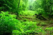 درخت عجیبی که موقع بریدن از بدنش خون می چکد+ عکس