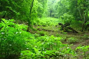 درخت عجیبی که موقع بریدن از بدنش خون می چکد+ عکس