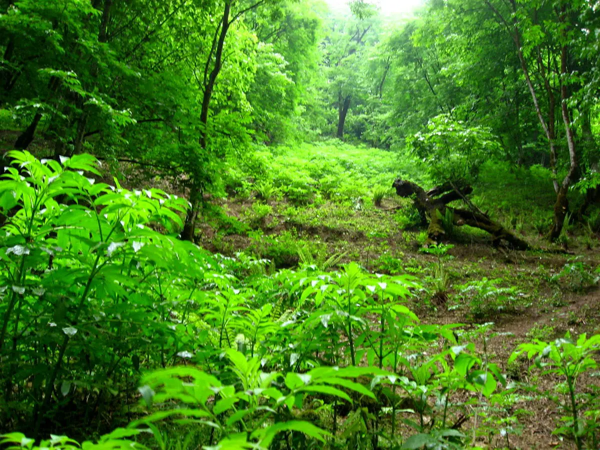 درخت عجیبی که موقع بریدن از بدنش خون می چکد+ عکس