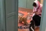 خبر تازه درباره پلمپ دوباره موزه گربه ایرانی