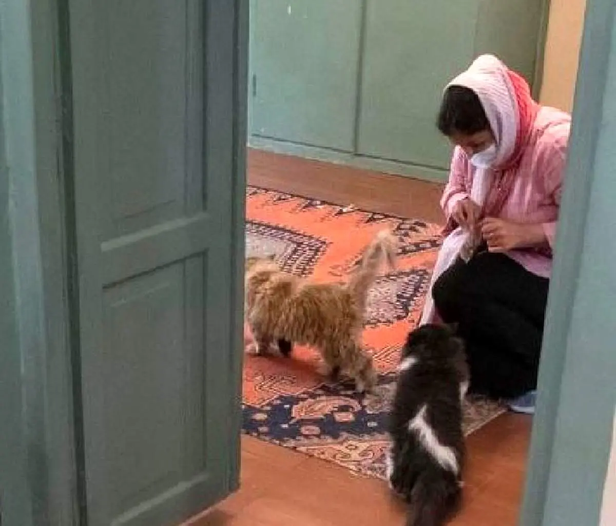 خبر تازه درباره پلمپ دوباره موزه گربه ایرانی