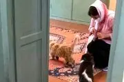 خبر تازه درباره پلمپ دوباره موزه گربه ایرانی