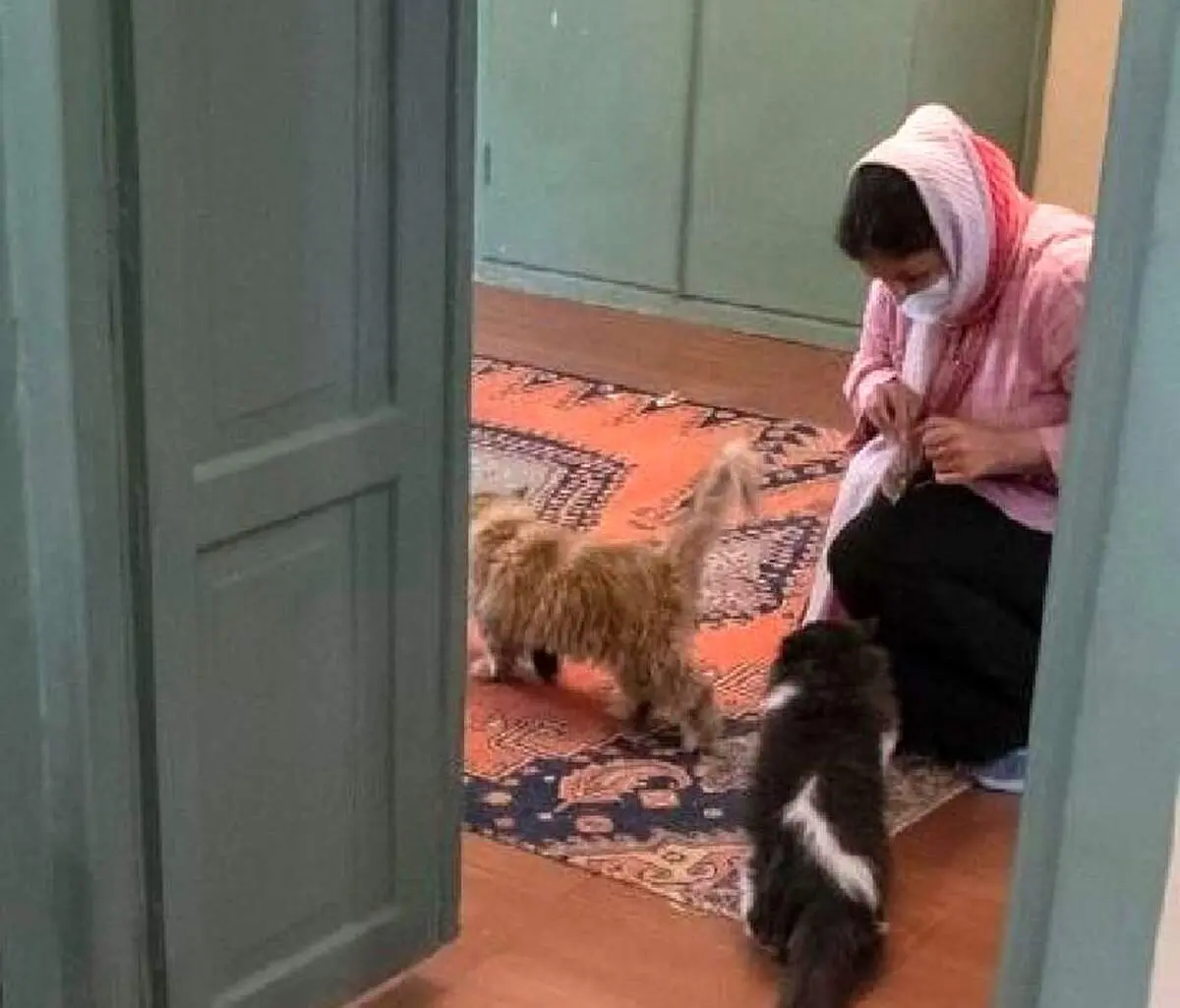 خبر تازه درباره پلمپ دوباره موزه گربه ایرانی