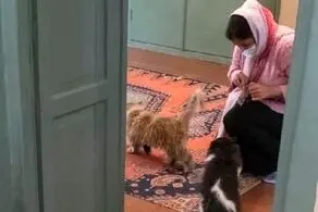 خبر تازه درباره پلمپ دوباره موزه گربه ایرانی