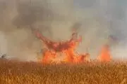 ۸۰ هکتار از مزارع گندم و جو کرمانشاه در آتش سوخت