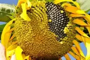 ابتکار خنده دار  کشاورز ایرانی برای ابراز عشق ارزان به نامزدش حسابی ترکوند/عکس