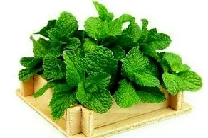 آشنایی با خواص بی‌نظیر این گیاه ‌همه فن حریف