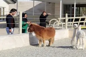 حمله شدید خرس‌ها در باغ وحش اصفهان