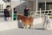 یک عکس جنجالی دیگر از باغ وحش مشهد رو شد+ تصویر