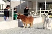 یک عکس جنجالی دیگر از باغ وحش مشهد رو شد+ تصویر